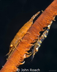 Wire Coral Shrimp ….Home sweet home by John Roach 